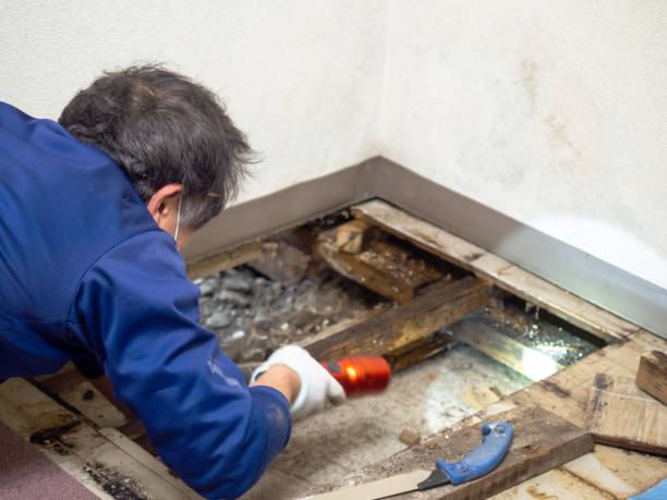Best Residential Mold Removal  in Loma Ri, CA