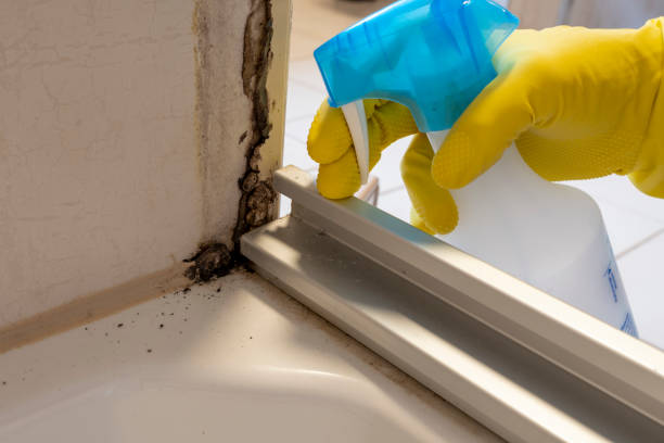 Best Black Mold Removal  in Loma Ri, CA