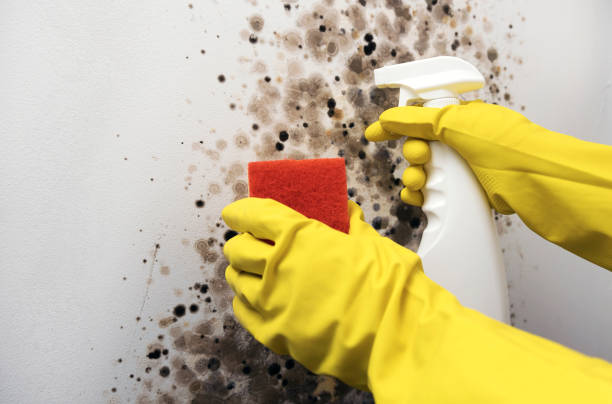 Best Best Mold Removal Companies  in Loma Ri, CA