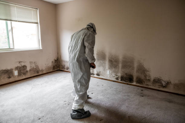 Best Certified Mold Removal  in Loma Ri, CA