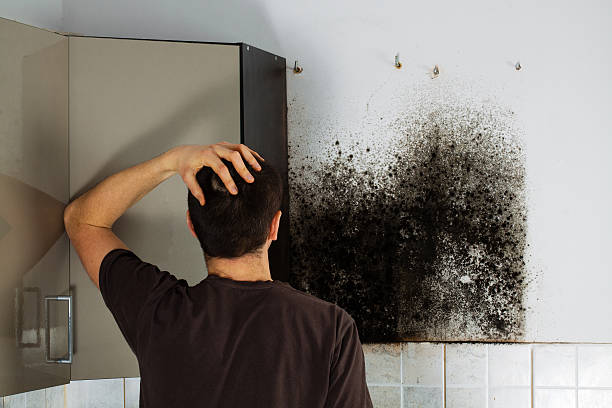 Best Mold Damage Repair  in Loma Ri, CA