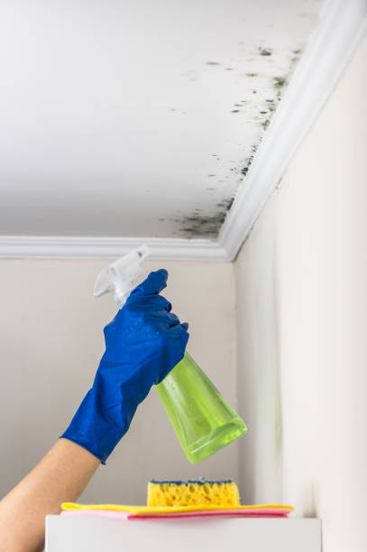 Best Commercial Mold Removal  in Loma Ri, CA