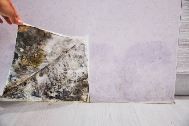 Best Toxic Mold Removal  in Loma Ri, CA